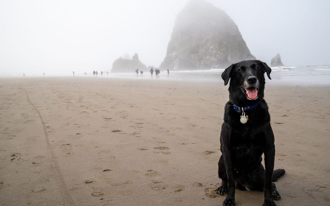 Tripps Worldwide Explores Dog Friendly Beach Towns